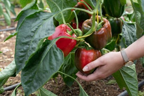 Sample Image Component