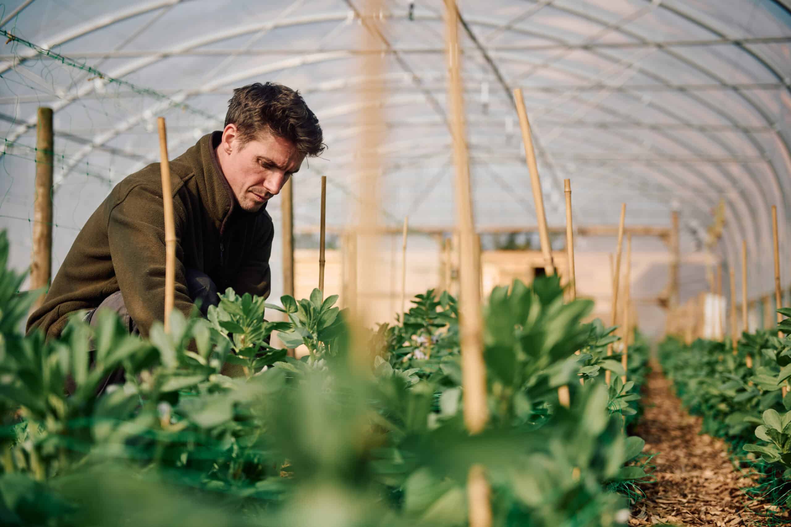 Catering and Procurement in Carmarthenshire: innovating how caterers procure food, making local supply chains more resilient and sustainable.